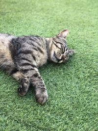 Cat lying on grass