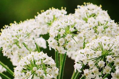 Close-up of white flowers