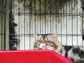 Close-up of cat sitting on fence