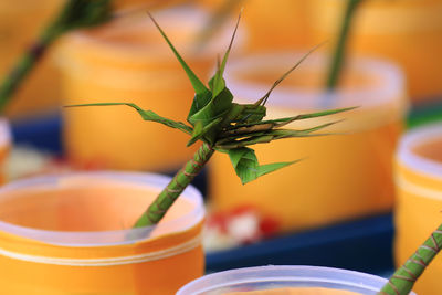 Close-up of grasshopper on table