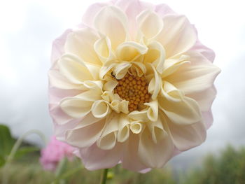 Close-up of flower blooming against sky