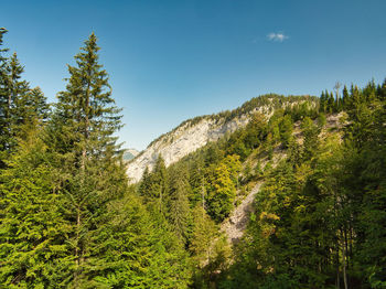 Pine trees in forest against sky