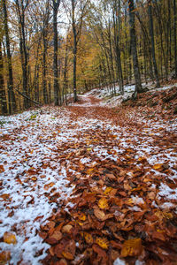 Autumn leaves on stream in forest during winter