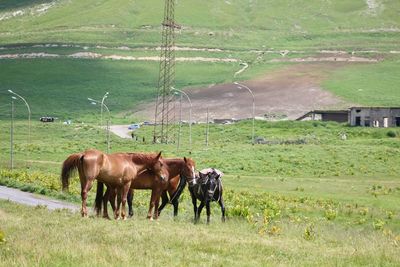 Cows grazing in field