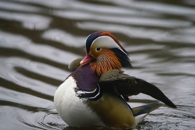 Close-up of duck swimming in lake