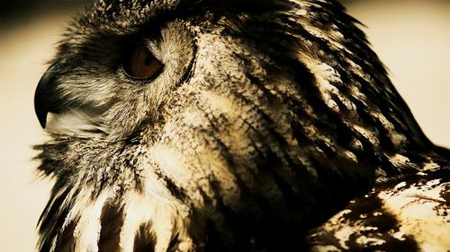 Close-up of animal eye