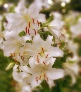 CLOSE-UP OF WHITE FLOWERS BLOOMING OUTDOORS