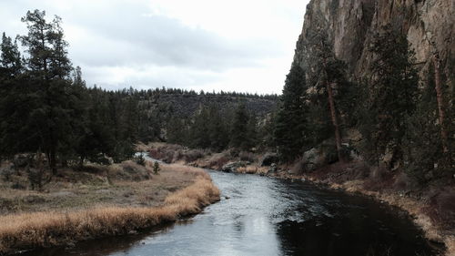 River flowing amidst trees in forest against sky