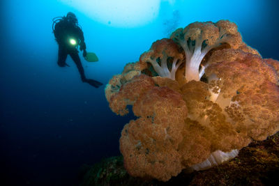 Woman scuba diving undersea