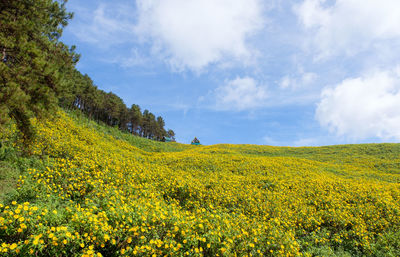 Scenic view of oilseed rape field against sky