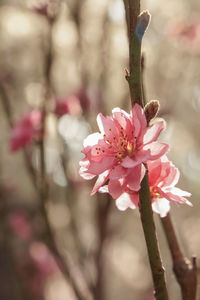 Close-up of pink flowers blooming outdoors