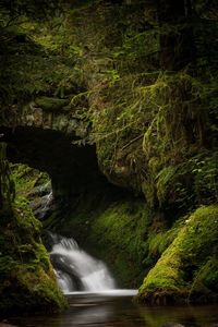 Scenic view of waterfall in forest