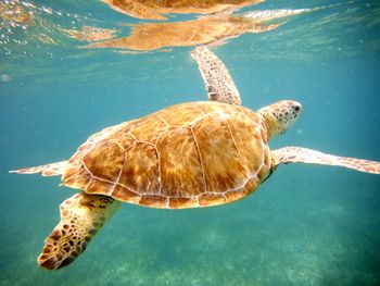 Turtle swimming in sea