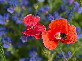 Close-up of red poppy flowers