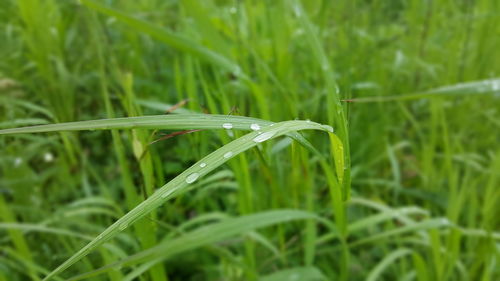 Close-up of water drops on grass