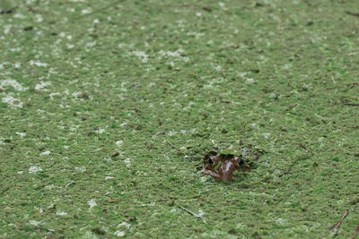 High angle view of insect on grass