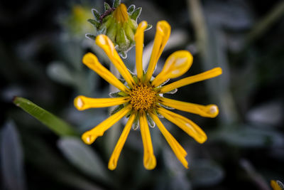 Close-up of yellow flower