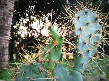 Close-up of prickly pear cactus