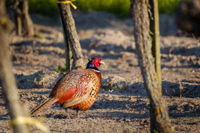 Bird on field