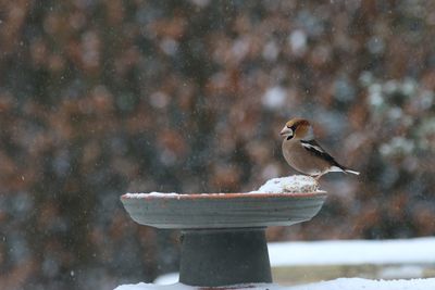 Close-up of bird perching on snow