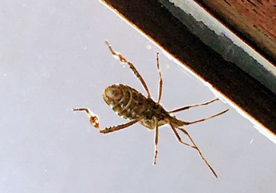 Close-up of insect on leaf