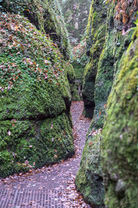 Moss growing on rocks in park