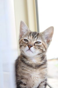 Close-up portrait of cat