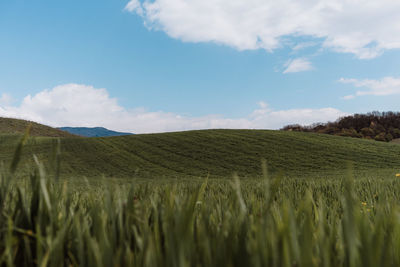 Scenic view of field against sky