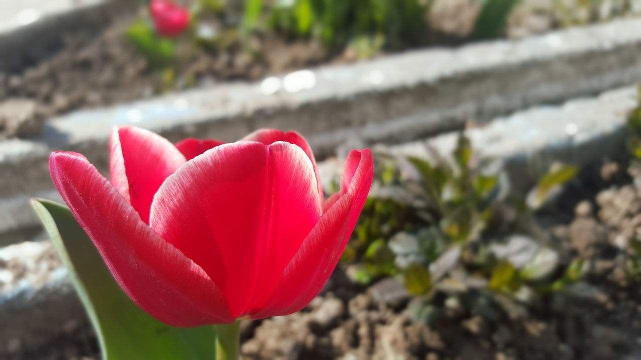 flower, petal, flower head, red, fragility, freshness, focus on foreground, close-up, blooming, growth, beauty in nature, plant, single flower, nature, pink color, in bloom, day, outdoors, selective focus, field