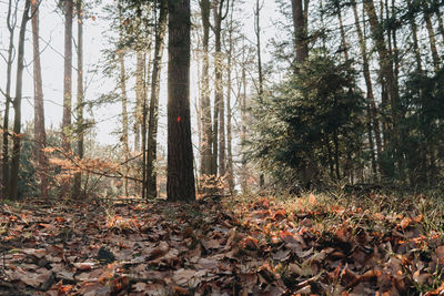 Trees growing in forest during autumn