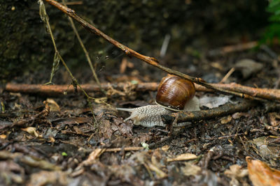 Close-up of snail outdoors