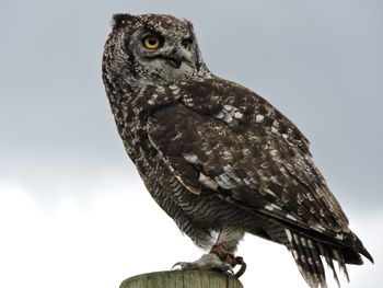 Low angle view of eagle owl perching on wood against sky