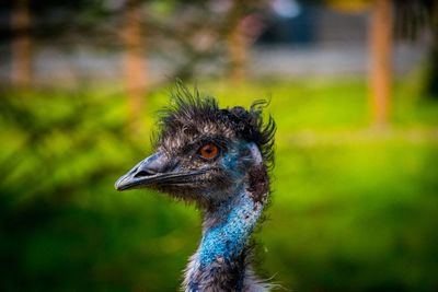 Close-up of a bird looking away