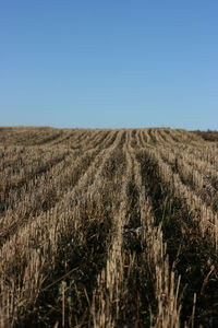 Scenic view of agricultural field against clear blue sky