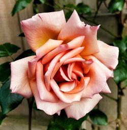 Close-up of pink rose