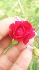 Close-up of hand holding pink flower