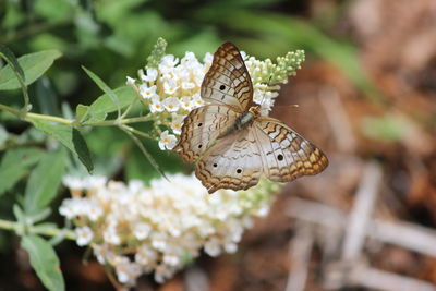 Close-up of butterfly on flower