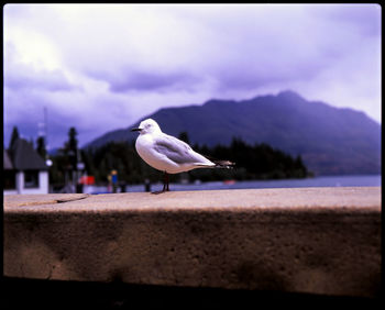 Seagull perching on retaining wall