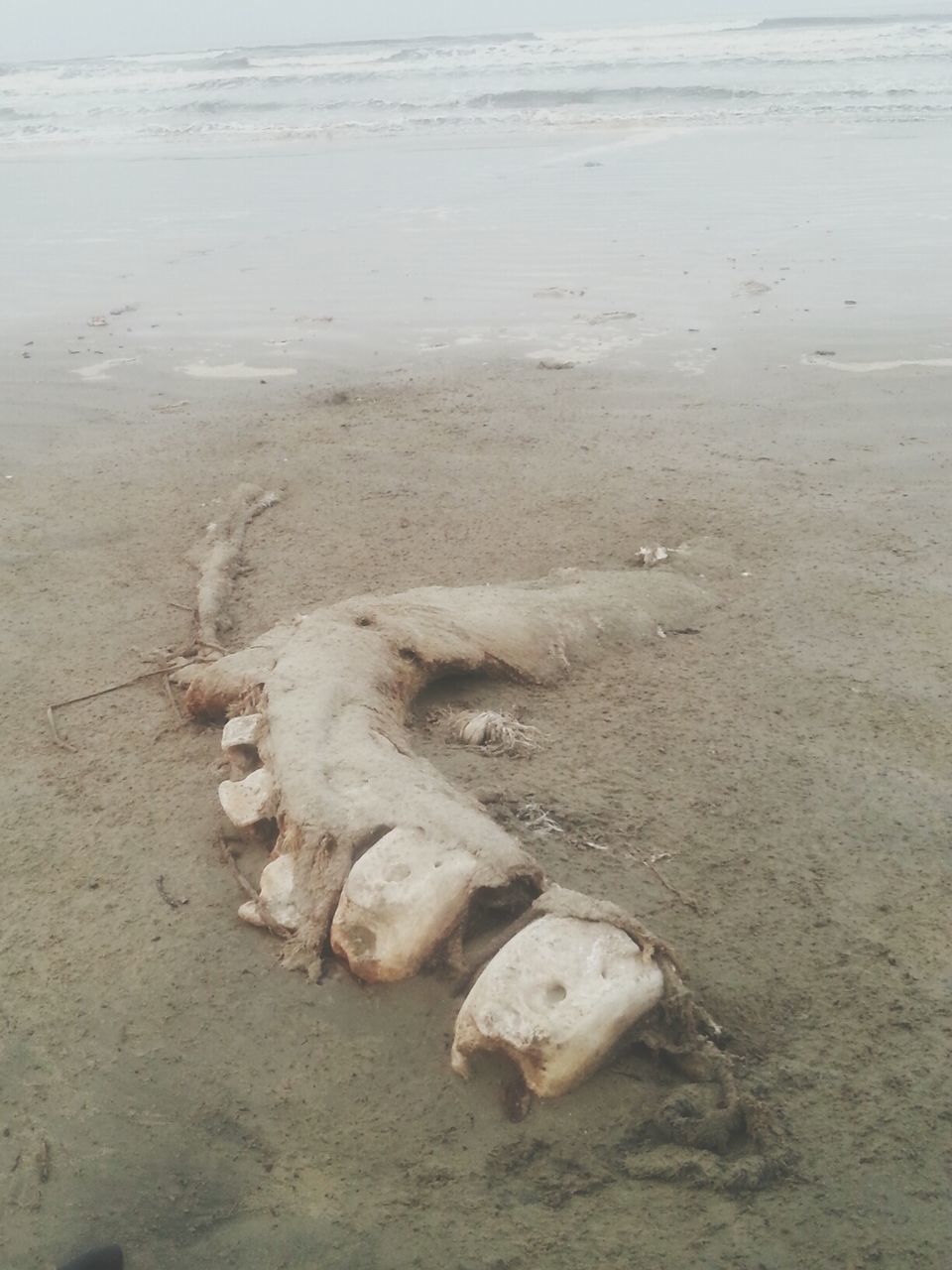 beach, sand, shore, sea, water, nature, high angle view, tranquility, footprint, day, sandy, outdoors, no people, wet, sunlight, surf, wave, beauty in nature, seashell, tranquil scene