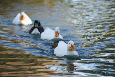 Ducks swimming in lake