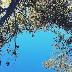 Low angle view of tree against sky
