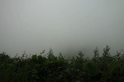 Plants growing on land against sky