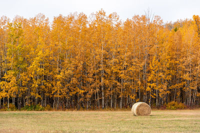 Hay bales on field during autumn