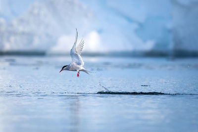 Antarctic tern tries vainly to grab fish