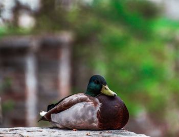 Close-up of mallard duck