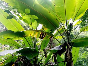 Low angle view of fresh green leaves