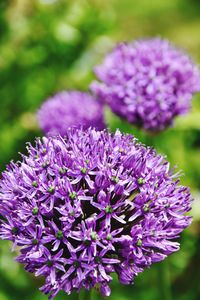 Close-up of purple flowering plant