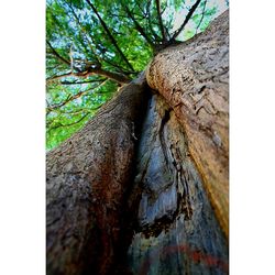 Low angle view of tree trunk