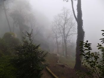 Trees in forest against sky