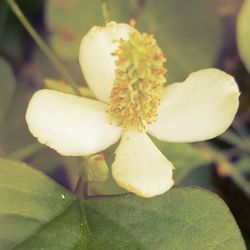 Close-up of yellow flowers